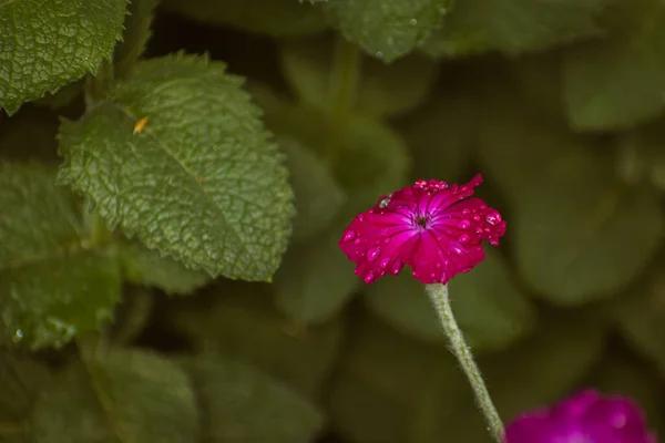 Kwitnący Kwiat Kampionu Róży Pokryty Kroplami Deszczu Tło Botaniczne Przestrzenią — Zdjęcie stockowe