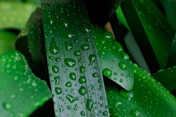 Frische Grüne Clivia Blätter Mit Regentropfen Bedeckt Stockfoto