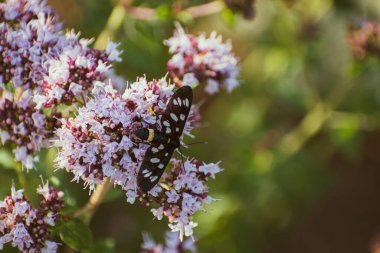 Çiçekli kekik çalıları (origanum) tozlaştırılıyor