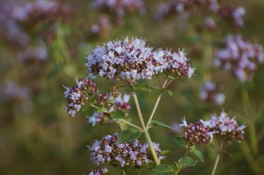 Bahçede çiçek açan kekik çalıları (origanum)