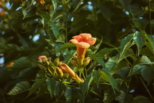 Primer Plano Las Flores Amarillas Cepa Trompeta Enredadera Trompeta Campsis — Foto de Stock