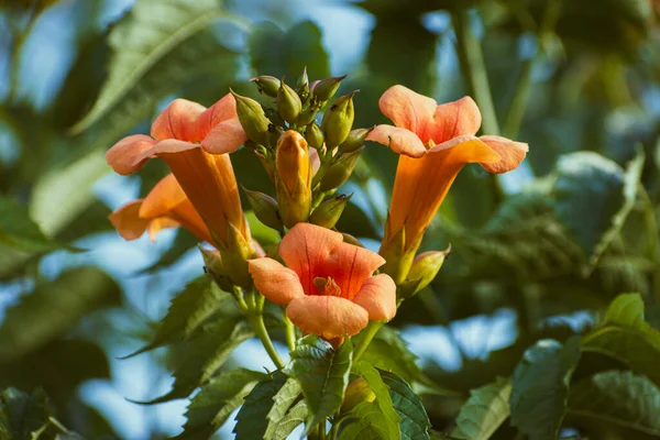 Primer Plano Las Flores Amarillas Cepa Trompeta Enredadera Trompeta Campsis — Foto de Stock