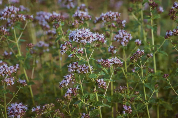 Bahçede çiçek açan kekik çalıları (origanum)