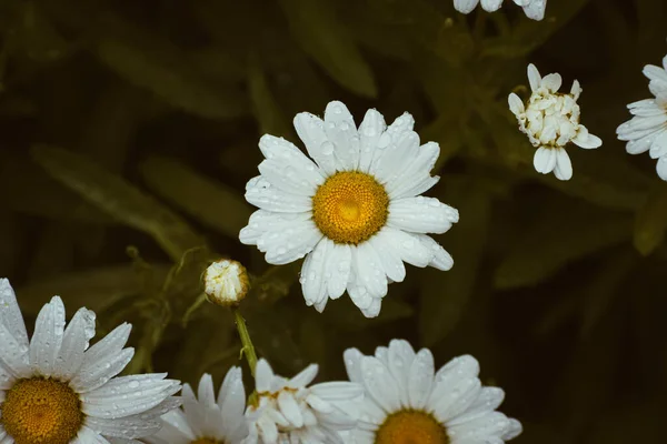 Λευκό Λιβάδι Μαργαρίτα Λουλούδια Καλύπτονται Σταγόνες Βροχής Βοτανική Ταπετσαρία — Φωτογραφία Αρχείου