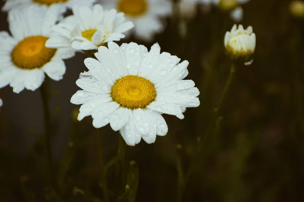 White meadow daisy flowers covered with rain drops, botanical wallpaper