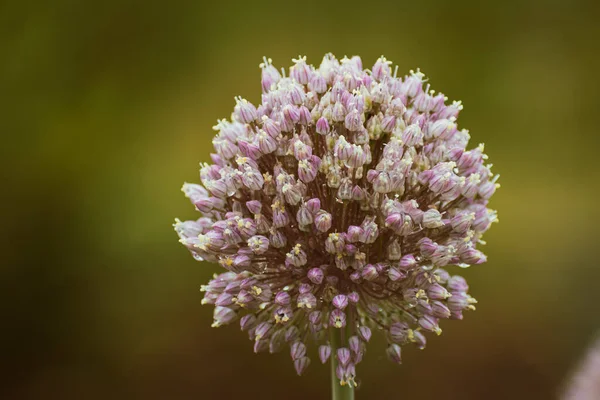 stock image Close up of a budding spring onion covered with rain drops