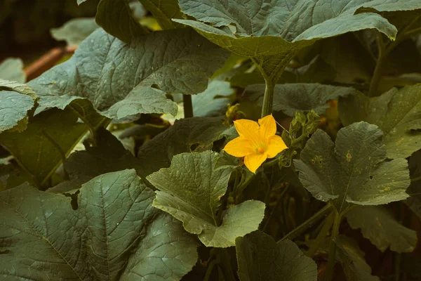 Flower and foliage of squash plant, organic concept