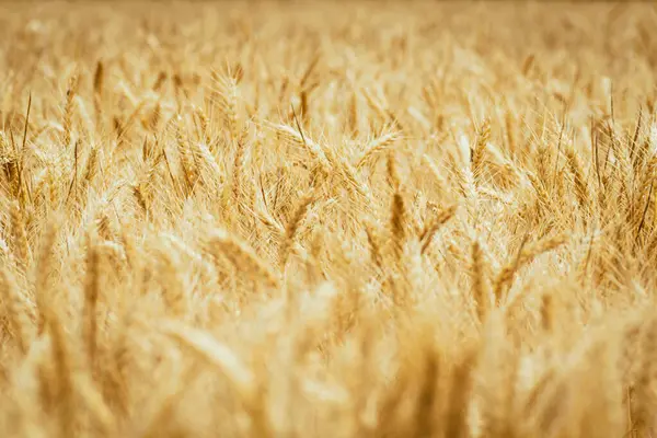 Sea Golden Wheat Ears Field Wheat Summer Scenery — Stock Photo, Image