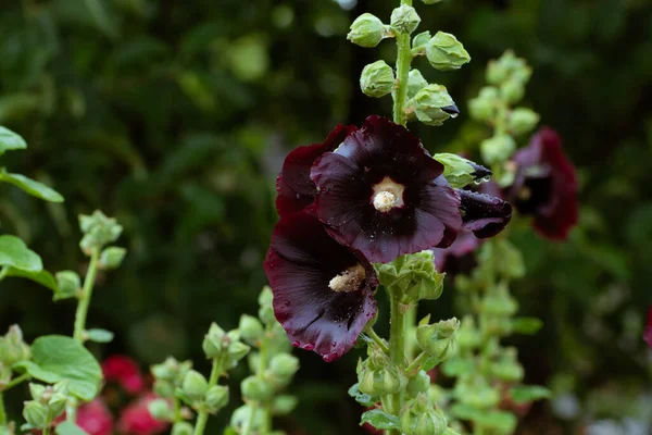 Deep Violett Gefärbte Sommerblume Hollyhock Voller Blüte Blumiger Hintergrund Mit Stockbild