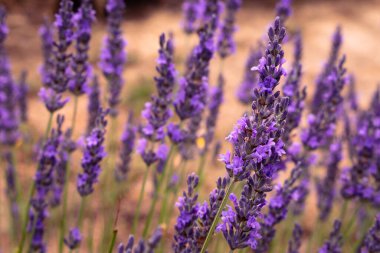 Lavender field in Koroshegy, Hungary in summer time with Lake Balaton in the background clipart