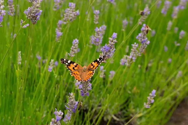Brown White Butterfly Lavender Flower Close Photo — Stock Photo, Image
