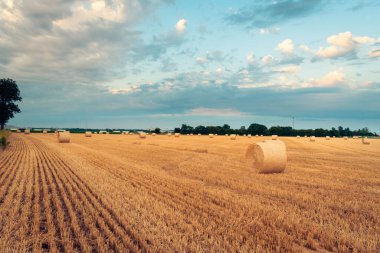 Yazın kırsal kesimde, Macaristan, Avrupa 'da gün batımında çayır.