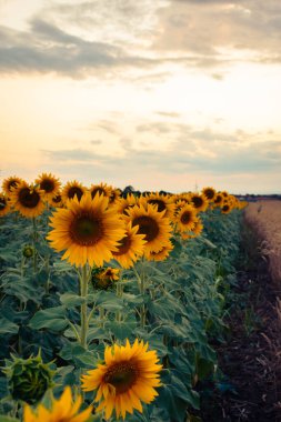 Macaristan kırsalındaki bir ayçiçeği tarlasında canlı bir günbatımı, doğal arka plan.