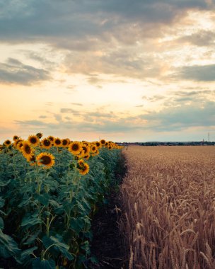 Macaristan kırsalındaki bir ayçiçeği tarlasında canlı bir günbatımı, doğal arka plan.