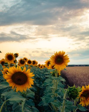 Macaristan kırsalındaki bir ayçiçeği tarlasında canlı bir günbatımı, doğal arka plan.