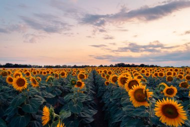 Macaristan kırsalındaki bir ayçiçeği tarlasında canlı bir günbatımı, doğal arka plan.