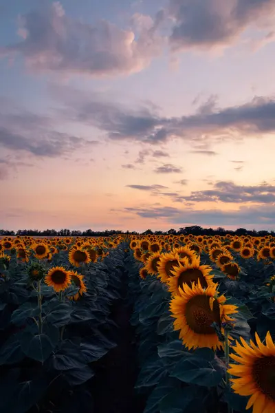 Яскравий Захід Сонця Над Соняшниковим Полем Сільській Місцевості Угорщини Природний — стокове фото