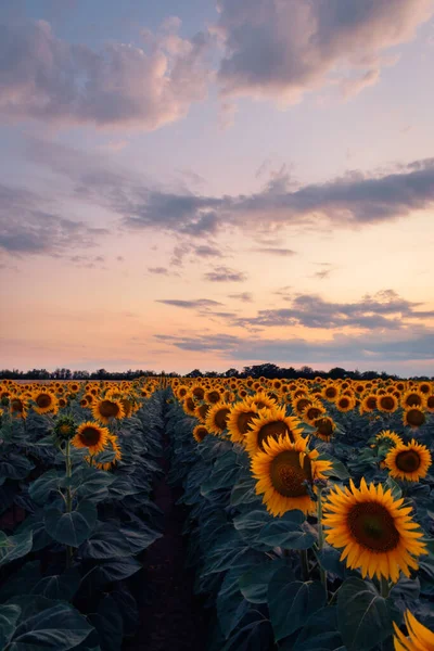 Яскравий Захід Сонця Над Соняшниковим Полем Сільській Місцевості Угорщини Природний — стокове фото