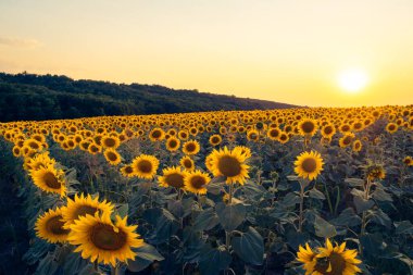 Macaristan kırsalındaki bir ayçiçeği tarlasında canlı bir günbatımı, doğal arka plan.