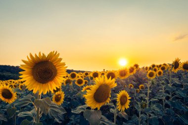 Macaristan kırsalındaki bir ayçiçeği tarlasında canlı bir günbatımı, doğal arka plan.
