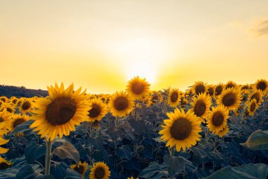 Macaristan kırsalındaki bir ayçiçeği tarlasında canlı bir günbatımı, doğal arka plan.