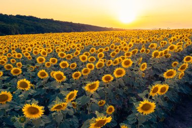 Macaristan kırsalındaki bir ayçiçeği tarlasında canlı bir günbatımı, doğal arka plan.