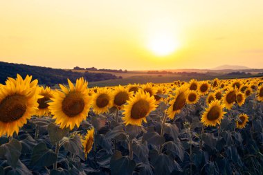 Macaristan kırsalındaki bir ayçiçeği tarlasında canlı bir günbatımı, doğal arka plan.