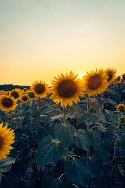 Macaristan kırsalındaki bir ayçiçeği tarlasında canlı bir günbatımı, doğal arka plan.