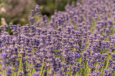 Mor lavanta çiçeği denizi