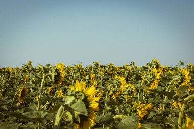 Macaristan kırsalındaki ayçiçeği tarlası, doğa arka planı