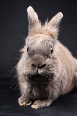 Siyah arka planda izole edilmiş sevimli kahverengi aslan başlı tavşan.