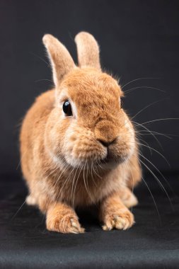 Zencefilli şirin Hollanda Cüce Tavşanı, siyah arka planda izole edilmiş.