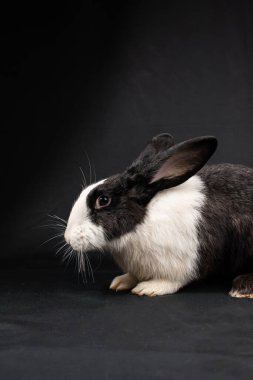 Siyah ve beyaz evcil tavşan, siyah arka planda izole.