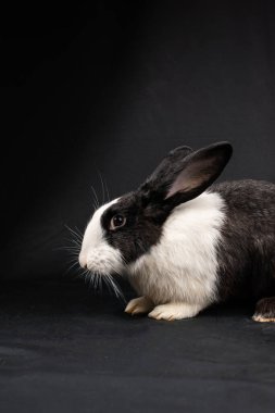 Siyah ve beyaz evcil tavşan, siyah arka planda izole.