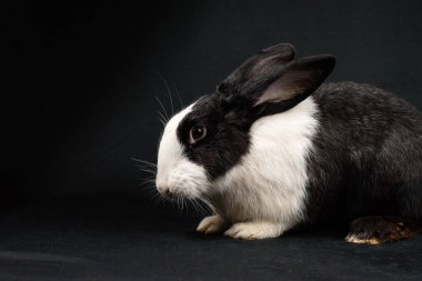 Siyah ve beyaz evcil tavşan, siyah arka planda izole.
