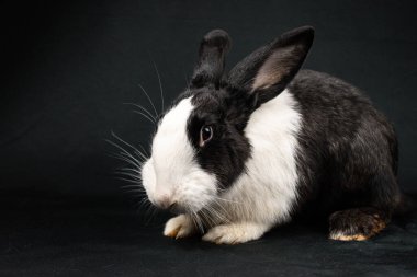 Siyah ve beyaz evcil tavşan, siyah arka planda izole.