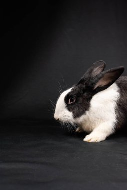 Siyah ve beyaz evcil tavşan, siyah arka planda izole.