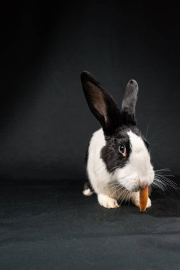 Siyah ve beyaz evcil tavşan, siyah arka planda izole.