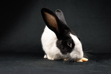 Siyah ve beyaz evcil tavşan, siyah arka planda izole.