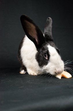 Siyah ve beyaz evcil tavşan, siyah arka planda izole.