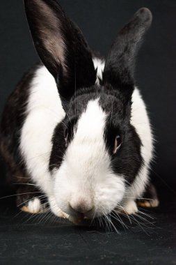 Siyah ve beyaz evcil tavşan, siyah arka planda izole.