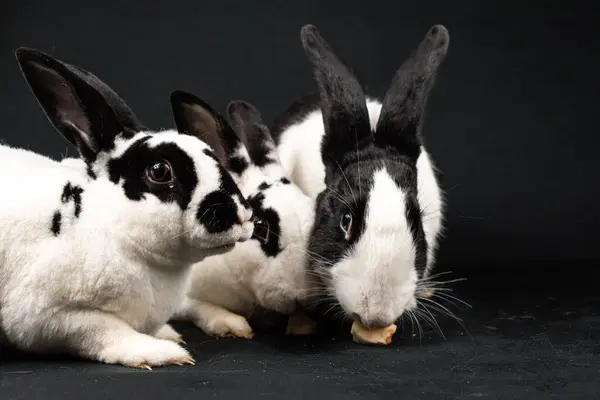 Black and white mini rex rabbits and domesticated rabbit, isolated on black background