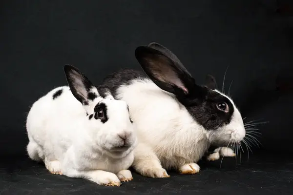 Black and white mini rex rabbit and domesticated rabbit, isolated on black background