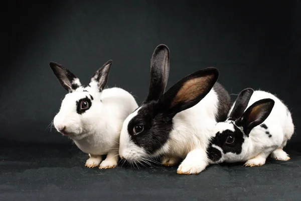 Black and white mini rex rabbits and domesticated rabbit, isolated on black background