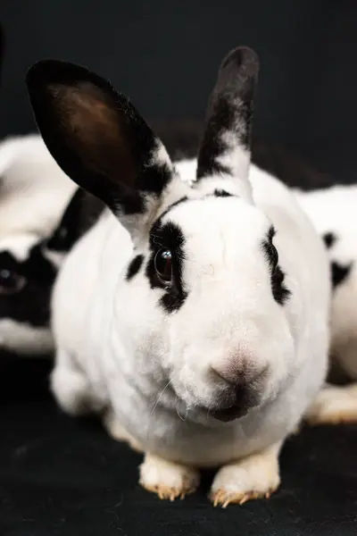 Black and white mini rex rabbit, isolated on black background