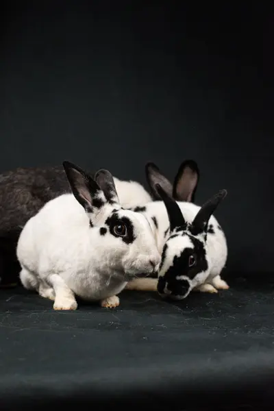 Black and white mini rex rabbits, isolated on black background