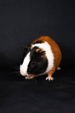 Siyah arka planda izole edilmiş kobay faresi