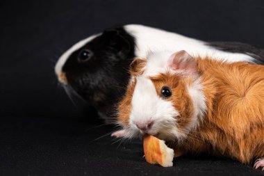 Siyah arka planda izole edilmiş kobay fareleri