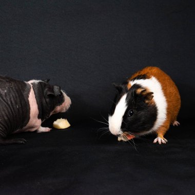 Siyah arka planda izole edilmiş kobay fareleri