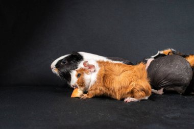 Siyah arka planda izole edilmiş kobay fareleri